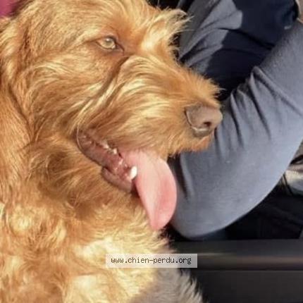 Photo 1/1 Milko Chien perdu à Le quesnel