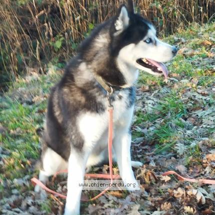 Photo 1/1 Chien retrouvé Perdu à Loire Authion