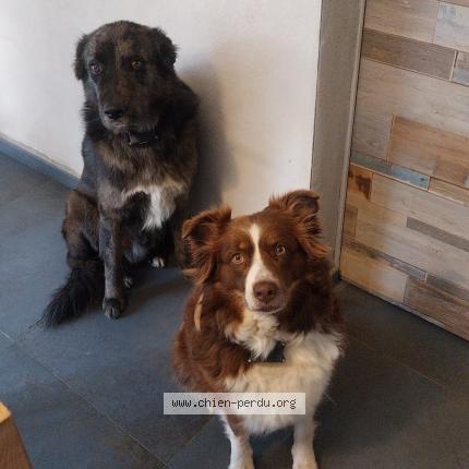 Photo 1/1 Chien retrouvé Perdu à Montans