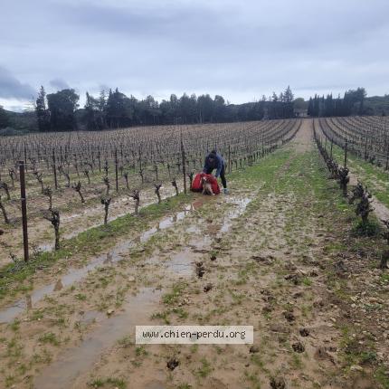 Photo 1/1 Chien trouvé Trouvé à La palme