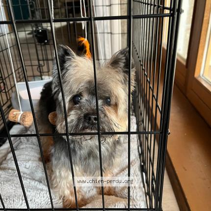 Photo 1/1 Chien trouvé Trouvé à Claix