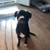 Photo de chien perdu à La Vicomte Sur Rance