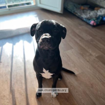 Photo 1/1 Rio Chien perdu à La vicomte sur rance