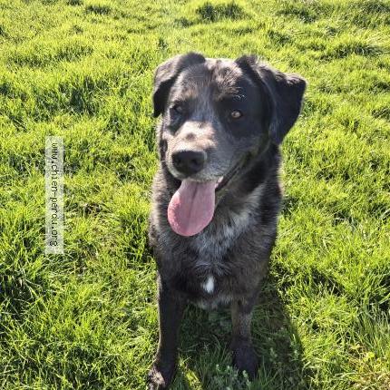 Photo 1/1 Kenaï Chien perdu à Chenille change