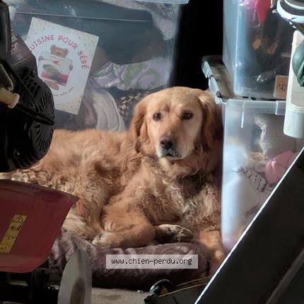 Photo 1/1 Chien retrouvé Perdu à Le chatellier