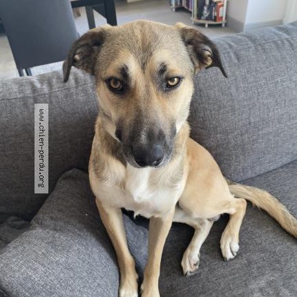 Photo 1/1 Chien retrouvé Perdu à Saint Etienne De Fougeres