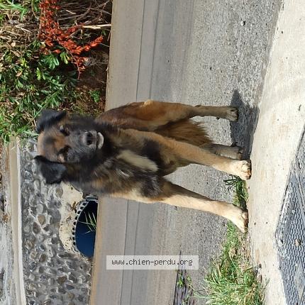 Photo 1/1 Chien retrouvé Trouvé à La Bretagne St Denis