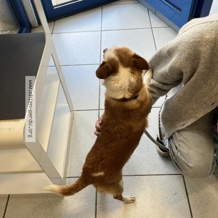 Photo 1/1 Chien trouvé Trouvé à Argenteuil