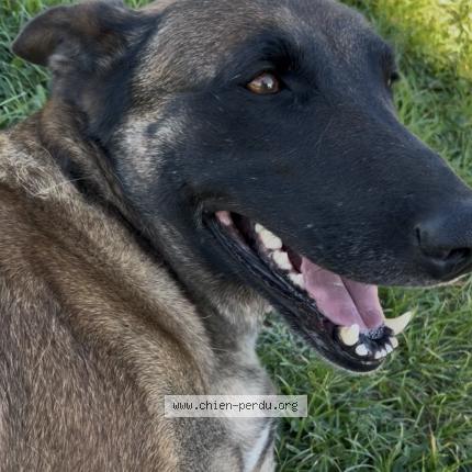 Photo 1/1 Chien retrouvé Perdu à Saint etienne de tulmont