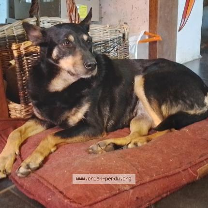 Photo 1/1 Chien retrouvé Perdu à Lherm