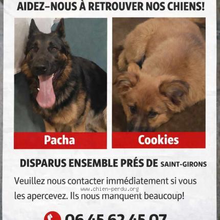 Photo 1/1 Chien retrouvé Perdu à Saint Girons