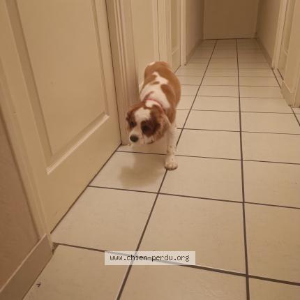 Photo 1/1 Chien trouvé Trouvé à Saint senier sous avranches