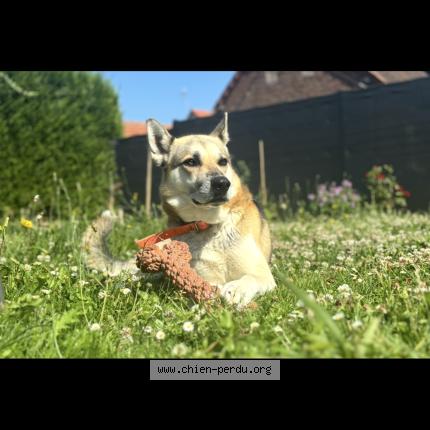Photo 1/1 Chien retrouvé Perdu à Noyelles Sur Escaut