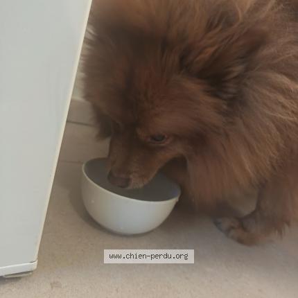 Photo 1/1 Chien trouvé Trouvé à Clarensac