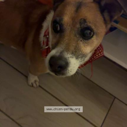 Photo 1/1 Chien retrouvé Perdu à Merignac