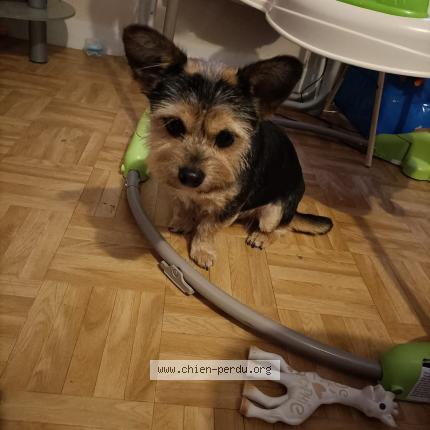 Photo 1/1 Zouma Chien perdu à Chemille En Anjou