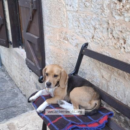 Photo 1/1 Chien retrouvé Perdu à Soulomes