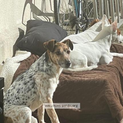 Photo 1/1 Chien retrouvé Perdu à Saint Michel Sur Orge