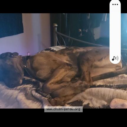 Photo 1/1 Zoé Chien perdu à Saint Lambert