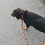 Photo de chien trouvé à Toulouse