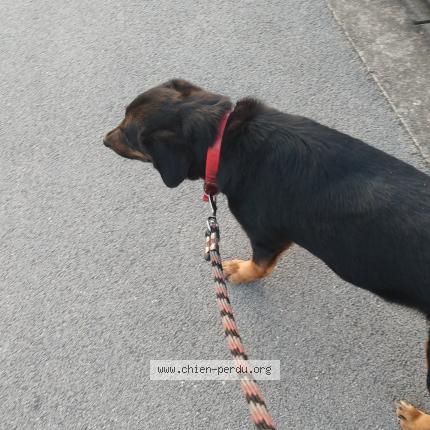 Photo 1/1 Chien trouvé Trouvé à Toulouse