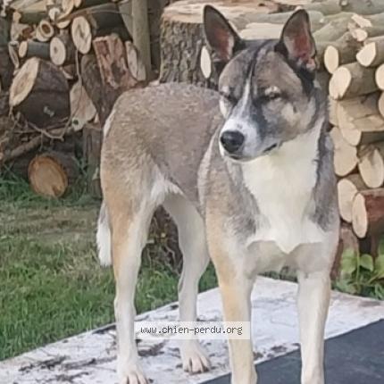 Photo 1/1 Crokette Chien perdu à Nieul les saintes