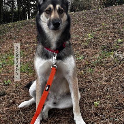 Photo 1/1 Zuco Chien perdu à 59870 Bouvignies