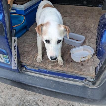 Photo 1/1 Chien trouvé Trouvé à Azat le ris