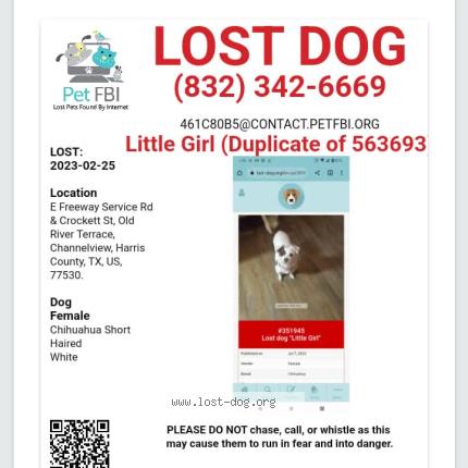 Photo de chien perdu à Channelview