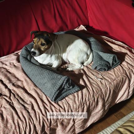 Photo 1/1 Chien retrouvé Perdu à Saint Erblon