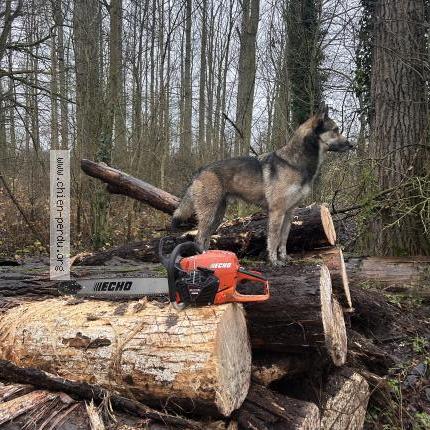 Photo 1/1 zuko Chien perdu à Bouvignies
