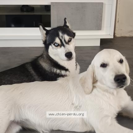 Photo 1/1 Chien retrouvé Perdu à Dol de bretagne