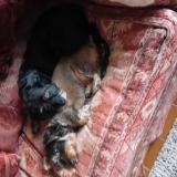 Photo de chien perdu à Glomel