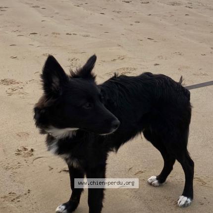 Photo 1/1 Chien retrouvé Perdu à Saint Meloir Des Ondes