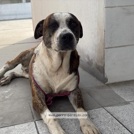 Photo de chien trouvé à Lima
