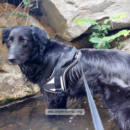 Photo 1/1 Chien retrouvé Perdu à Pau