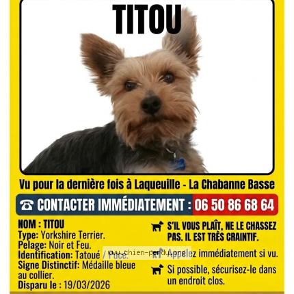 Photo 1/1 Titou Chien perdu à Laqueuille