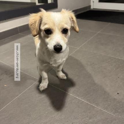 Photo 1/1 Chien trouvé Trouvé à Cenon