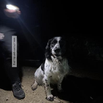 Photo 1/1 Chien trouvé Trouvé à Bonneuil en valois