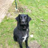 Photo de chien perdu à La Meaugon