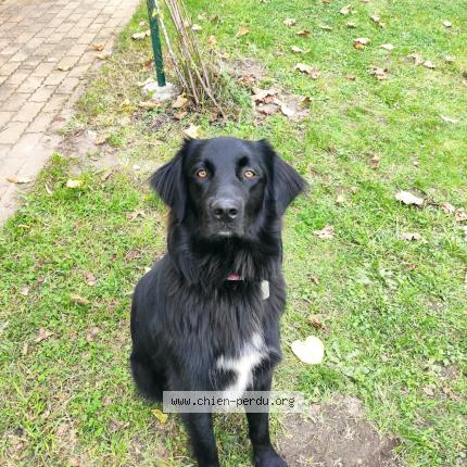 Photo 1/1 Rocket Chien perdu à La meaugon