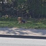 Photo de chien trouvé à Venissieux