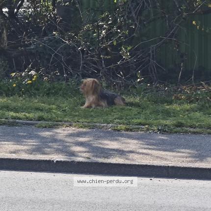 Photo 1/1 Chien trouvé Trouvé à Venissieux