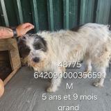 Photo de chien retrouvé à Marseille