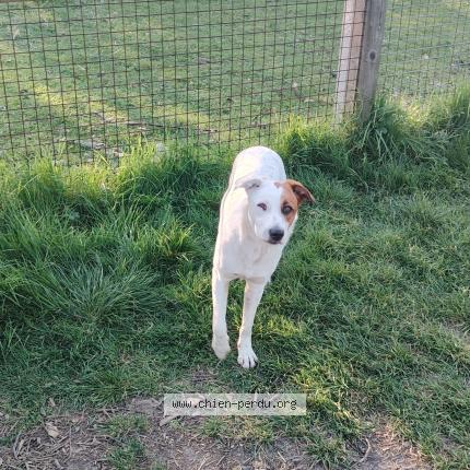 Photo 2/4 Chien trouvé Trouvé à Lormont