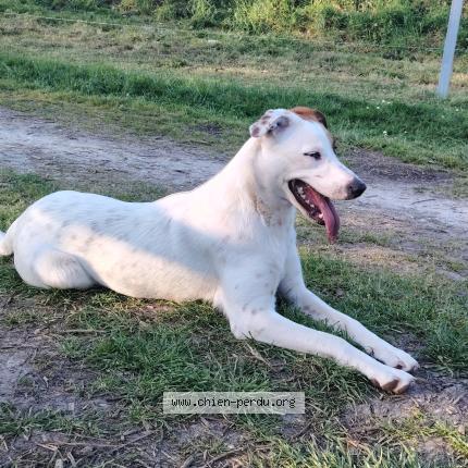 Photo 3/4 Chien trouvé Trouvé à Lormont