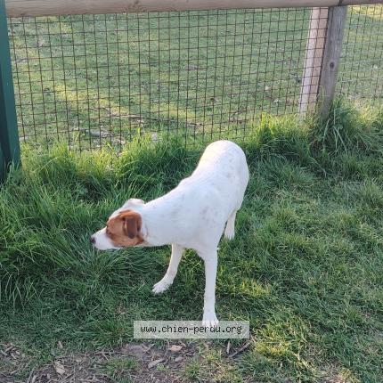 Photo 4/4 Chien trouvé Trouvé à Lormont