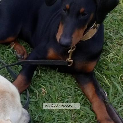 Photo 1/1 Negra Chien perdu à Los angeles