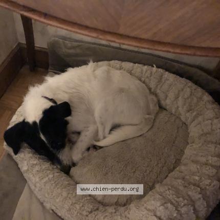 Photo 1/1 Chien retrouvé Perdu à Villiers Sous Mortagne