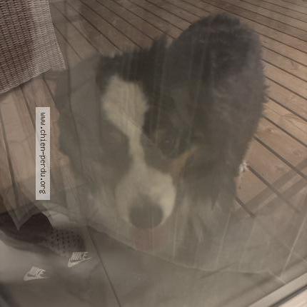 Photo 1/1 Chien retrouvé Trouvé à Ostricourt